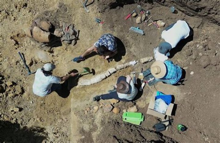 
100 Million-Year-Old Plesiosaur Skeleton Found in Australia May Hold the ‘Key to Future Research’ 